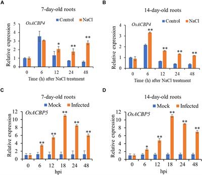 Subcellular Localization of Rice Acyl-CoA-Binding Proteins ACBP4 and ACBP5 Supports Their Non-redundant Roles in Lipid Metabolism